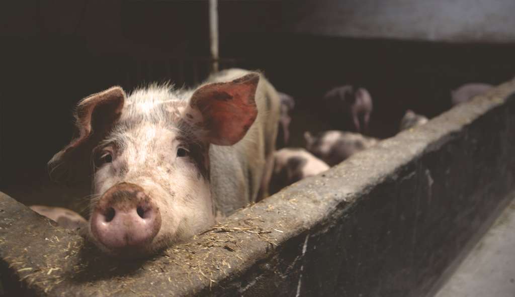 Het probleem met varkens - Waarom kunnen moslims geen varkensvlees eten